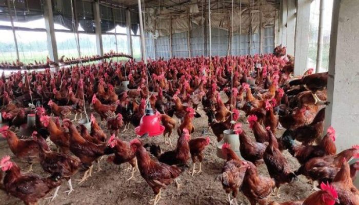 হাইব্রিড ক্রস (hybrid cross )